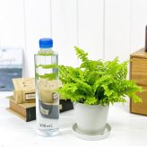 PLANCHU 観葉植物 ネフロレピス ツデー 3.5号鉢 受け皿付き 育て方説明書付き Nephrolepis exaltata ‘Teddy Junior’ ボストンファーン ボストンファン シダ植物