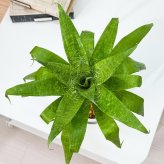 PLANCHU 観葉植物 フリーセア オスピナエ 4号鉢 受け皿付き 育て方説明書付き Vriesea ospinae ブロメリア