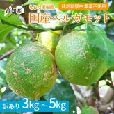 ベルガモット 栽培期間中 無農薬 訳あり ノーワックス 高知産 国産ベルガモット 果実 産地直送 高知県宿毛市 柑橘 果物 フルーツ アールグレイ 紅茶 デトックス シトラスウォーター フレッシュ 香り付け 出荷時期によりグリーンからイエローに変化します【送料無料】