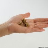 ナチュラルハーベスト NaturalHarvest 国産 北海道クリスプ カレイ 犬用おやつ 20g
