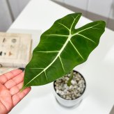 PLANCHU 観葉植物 アロカシア グリーンベルベット 4号鉢 受け皿付き 育て方説明書付き Alocasia ‘Green Velvet’ アロイド