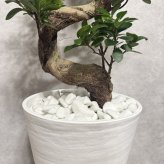 現品 ガジュマル 観葉植物 曲がり 8号鉢苗 大型 盆栽 登り樹 昇り竜 室内 珍しい 希少種 多幸の木 幸福をもたらす精霊が住むガジュマルの木 おしゃれなインテリア 結婚祝い 新築祝い 開店祝い 開業祝い 誕生日 母の日 父の日 記念日 プレゼントギフト 肥料別売り 敬老の日