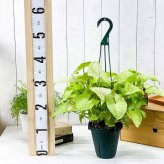 PLANCHU 観葉植物 シンゴニウム ゴールデンアリュージョン 5号吊り鉢 育て方説明書付き Syngonium podophyllum ‘Golden Allusion’ アロイド