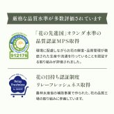 選べる 観葉植物 ポトス & アイビー ガジュマル &サンスベリア お試し 2点 セット 鉢付き 3号 ミニサイズ 幸運の木 風水 インテリア 室内 オシャレ 70代 あす楽 翌日配送  オフィス 開店祝い 結婚式 新築祝い 就職祝い 開業祝い