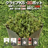 クラピア K5（薄桃）  20株 すくすくセット 完全植栽マニュアル付き 苗20ポット 肥料 活力剤 2種（有機入り一発果菜肥料、メネデール） イワダレソウ改良種 グランドカバー プランツ 雑草対策 庭 ガーデニング diy 緑化 おすすめ ガーデン 植物 多年草