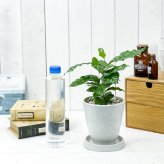 PLANCHU 観葉植物 コーヒーノキ アラビカ 4号樹脂鉢 ホワイト サスティー付き 受け皿付き 育て方説明書付き Coffea arabica コーヒーの木 珈琲の木 アラビカコーヒー
