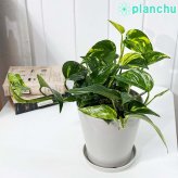 PLANCHU 観葉植物 ポトス シエスタ 5号鉢 受け皿付き 育て方説明書付き PVP Epipremnum aureum ‘Siesta’ エピプレムナム アロイド