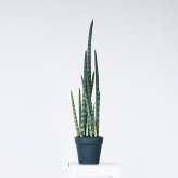 観葉植物 造花 サンセベリア BROWN 全高約68cm 卓上・小型 フェイクグリーン 本物そっくり おしゃれ インテリア 人工観葉植物 アーティフィシャルグリーン オフィス 店舗 ホテル 開店祝い 室内 ミニ トラノオ 虎の尾 フェイク