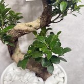 現品 ガジュマル 観葉植物 曲がり 8号鉢苗 大型 盆栽 登り樹 昇り竜 室内 珍しい 希少種 多幸の木 幸福をもたらす精霊が住むガジュマルの木 おしゃれなインテリア 結婚祝い 新築祝い 開店祝い 開業祝い 誕生日 母の日 父の日 記念日 プレゼントギフト 肥料別売り 敬老の日