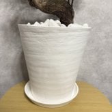 現品 ガジュマル 観葉植物 曲がり 8号鉢苗 大型 盆栽 登り樹 昇り竜 室内 珍しい 希少種 多幸の木 幸福をもたらす精霊が住むガジュマルの木 おしゃれなインテリア 結婚祝い 新築祝い 開店祝い 開業祝い 誕生日 母の日 父の日 記念日 プレゼントギフト 肥料別売り 敬老の日
