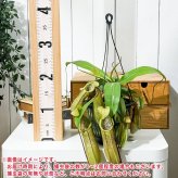PLANCHU 食虫植物 ネペンテス ルイーザ 5号吊り鉢 育て方説明書付き Nepenthes × Louisa ウツボカズラ