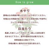 アンスリウム 白 シエラホワイト 6号 角プラ 高さ約60cm 観葉植物
