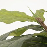 観葉植物 造花 カシワバゴム BROWN 全高約183cm 大型 フェイクグリーン 高級 本物そっくり リアル おしゃれ インテリア 人工観葉植物 アーティフィシャルグリーン モダン オフィス 店舗 ホテル 開店祝い 室内 リビング 玄関 風水 カシワバゴムノキ