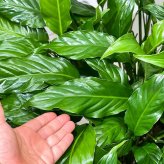 PLANCHU 観葉植物 スパティフィラム 10号鉢 受け皿付き 育て方説明書付き Spathiphyllum hybrids アロイド 大株 充実株