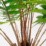観葉植物 造花 ファーン BROWN 全高約74cm 卓上・小型 フェイクグリーン 本物そっくり おしゃれ インテリア 人工観葉植物 アーティフィシャルグリーン オフィス 店舗 ホテル 開店祝い 室内 ミニ シダ 観葉 フェイク