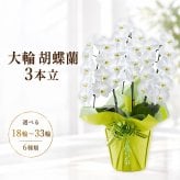 大輪 胡蝶蘭 3本立 白 18輪～33輪 選べる輪数 お祝い 開店祝い 開業祝い 就任祝い 法人