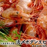 ボタンエビ 活 〆 オス 小サイズ 1kg 秋 北海道 噴火湾産 送料無料※沖縄は送料別途加算