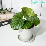 PLANCHU 観葉植物 カラテア オルビフォリア 3.5号鉢 受け皿付き 育て方説明書付き Calathea orbifolia