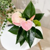 PLANCHU 観葉植物 アンスリウム スイートドリーム 4号鉢 受け皿付き 育て方説明書付き Anthurium andraeanum ‘Sweet Dream’ アンスリューム アロイド 鉢花 ピンク系