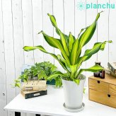 PLANCHU 観葉植物 ドラセナ ゴールドコード 6号鉢 受け皿付き 育て方説明書付き Dracaena ‘Gold Code’