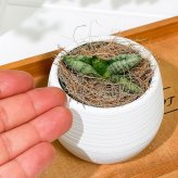 PLANCHU 多肉植物 サンセベリア ボンセレンシス スーパードワーフ 3号丸鉢 受け皿付き 育て方説明書付き Sansevieria ‘Boncellensis Super Dwarf’ サンスベリア