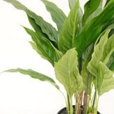 観葉植物 造花 スパティフィラム BROWN 全高約60cm 卓上・小型 フェイクグリーン 本物そっくり おしゃれ インテリア 人工観葉植物 アーティフィシャルグリーン オフィス 店舗 ホテル 開店祝い 室内 ミニ スパティフィルム フェイク