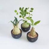 誕生日や記念日のプレゼントにおすすめ CT触媒コーデックス CT触媒 フェイクグリーン 人工観葉植物 造花 空気清浄 消臭 抗菌 インテリア 雑貨 おしゃれ ギフト
