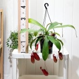 PLANCHU 食虫植物 ネペンテス レディラック 5号吊り鉢 育て方説明書付き Nepenthes ‘Lady Luck’ ウツボカズラ