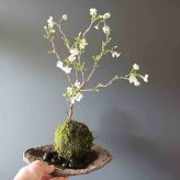 桜・・・そう聞くだけで心和む景色を貴方のもとへ【富士桜（湖上の舞）の苔玉・くらま器セット】