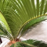 現品 観葉植物 ソテツ 蘇鉄 高さ80cm 10号鉢苗 大型種類 大きい 鉢植え 和風 和室 南国 おしゃれな室内インテリア 日陰 風水 玄関 リビング 初心者におすすめ 簡単で育てやすい 耐陰性 部屋 屋外 かわいい ベランダ プレゼント ギフト 開店祝い 結婚祝い 窓際 テレビ横 モダン 贈答