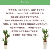 ユッカ 7号 丸プラ 高さ約85cm 観葉植物 青年の木