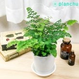 PLANCHU 観葉植物 アジアンタム フリッツルーシー 4号鉢 受け皿付き 育て方説明書付き Adiantum raddianum ‘Fritz Luthi’ シダ植物