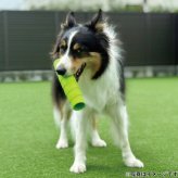 ジョイサー JOYSER ホールスティック 犬用おもちゃ オレンジ