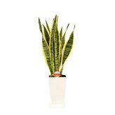 サンスベリア 6号 角プラ 高さ約60cm 観葉植物