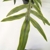 観葉植物 造花 フレボディウム BROWN 全高約65cm 卓上・小型 フェイクグリーン 本物そっくり おしゃれ インテリア 人工観葉植物 アーティフィシャルグリーン オフィス 店舗 ホテル 開店祝い 室内 ミニ ブルースター シダ フェイク