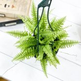 PLANCHU 観葉植物 ネフロレピス ツデー 4号吊り鉢 育て方説明書付き Nephrolepis exaltata ‘Teddy Junior’ ボストンファーン ボストンファン シダ植物