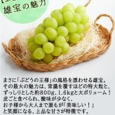 れいたす 青森産 シャインマスカット 富士の輝き・雄宝 選べる2サイズ, 800g 1.6kg