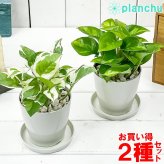 PLANCHU 観葉植物 ポトス エンジョイ ＆ グローバルグリーン 2種セット 3.5号鉢 受け皿付き 育て方説明書付き PVP エピプレムナム アロイド
