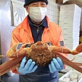タグ付き 松葉がに【 活生 / ボイル 】最上ランク 大サイズ １枚 800-990ｇ前後　送料無料　※北海道、東北、沖縄は送料別途加算 1杯 松葉ガニ 松葉かに 松葉カニ 松葉蟹 兵庫県 浜坂 御歳暮 祝 お礼