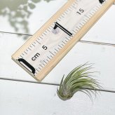 PLANCHU エアプランツ ティランジア コルビー Mサイズ 1株 W4×H6cm前後 育て方説明書付き Tillandsia scaposa スカポーサ エアープランツ チランジア