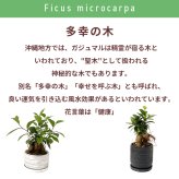 ガジュマル 5号 利休浅陶器 高さ約30cm 観葉植物