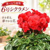 シクラメン 6号 鉢植え 送料無料 最高級シクラメン ビクトリア鉢花 6号 お歳暮 花 ギフト 誕生日 プレゼント 鉢植え 花鉢 フラワー 生花 クリスマス 自宅用 メッセージ 6寸 季節の花 季節の花鉢 おしゃれ 贈り物 花ギフト 誕生日プレゼント 北海道配送可