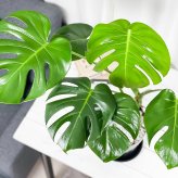 PLANCHU 観葉植物 モンステラ 6号スリット鉢 受け皿付き 育て方説明書付き Monstera アロイド
