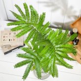 PLANCHU 観葉植物 コヨバ エバーフレッシュ 5号鉢 受け皿付き 育て方説明書付き Cojoba arborea var. angustifolia アカサヤネムノキ