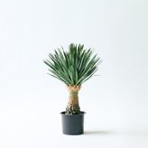 観葉植物 造花 ユッカ・リギダ BROWN 全高約65cm 卓上 多肉植物 フェイクグリーン 高級 本物そっくり リアル おしゃれ インテリア 人工観葉植物 アーティフィシャルグリーン ドライガーデン モダン オフィス 店舗 開店祝い 室内 リビング 玄関 風水 フェイク