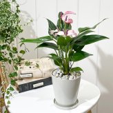 PLANCHU 観葉植物 アンスリウム ジゾウ 4号鉢 受け皿付き 育て方説明書付き Anthurium andraeanum ‘Zizou’ ジゾー アンスリューム アロイド 鉢花 パープル系