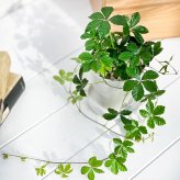 PLANCHU 観葉植物 パーセノシッサス シュガーバイン 3.5号鉢 受け皿付き 育て方説明書付き PVP Parthenocissus ‘Sugar Vine’