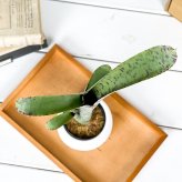 PLANCHU 観葉植物 ケスネリア マルモラータ 3号丸鉢 受け皿付き 育て方説明書付き Quesnelia marmorata ブロメリア
