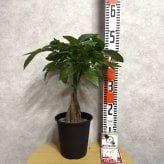 観葉植物 パキラ グラブラ 5本編み 5号 高さ約45cm マネーツリー 発財樹 縁起物 金運 風水 育てやすい 耐陰性 インテリア 玄関 リビング 新築祝い 開店祝い 開業祝い 移転祝い 周年祝い 引っ越し祝い 誕生日 お祝い ギフト プレゼント おしゃれ