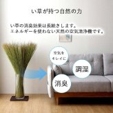 国産 日本製 い草 インテリア オブジェ 消臭 空気清浄 ナチュラル 植物 置物 95×10cm